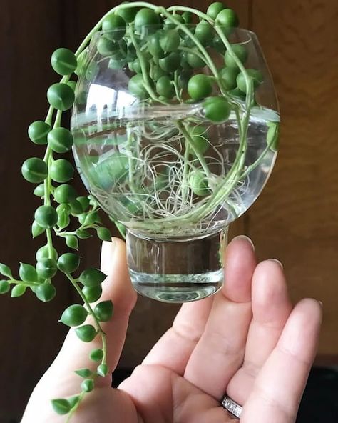 20+ Beautiful Plants That Grow in Water - RayaGarden Gardening, Terrariums, Planting Flowers, Succulent Gardening, Cacti And Succulents, Succulent Garden Diy, Propagating Succulents, Succulents Garden, Growing Succulents