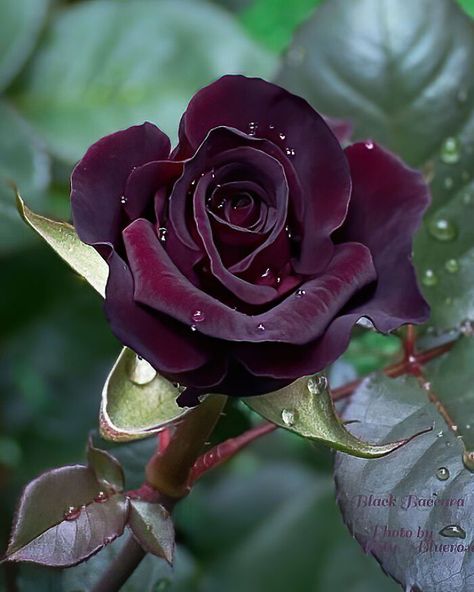 Beautiful Rare Black Baccara Beautiful, Hoa, Fotografie, Rosas, Bloemen, Flores, Bunga, Beautiful Roses, Rose