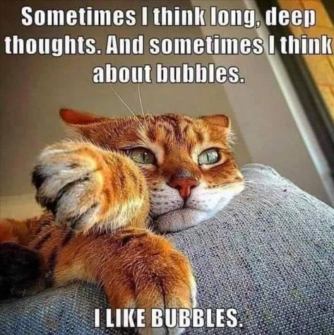 Funny Memes, Funny Animal Videos, Humour, Funny Animal Memes, Cat Jokes, Funny Cute Cats, Cat Quotes Funny, Funny Cat Pictures, Funny Cute