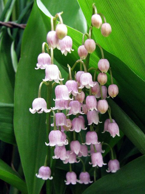 Convallaria majalis var. rosea (Pink Lily of the Valley) is a delightful and rather rare variation on an old-fashioned favorite... Flowers, Floral, Pink, Hoa, Bunga, Flores, Beautiful, Bloemen, Rose