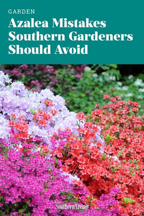 Dodge these rookie mistakes and grow the South's favorite blooming shrub like a pro. Shaded Garden, Outdoor, Design, Shrubs, Azaleas And Boxwood Landscaping, Colorful Shrubs, Flowering Shrubs, Azaleas Landscaping, Azalea Shrub