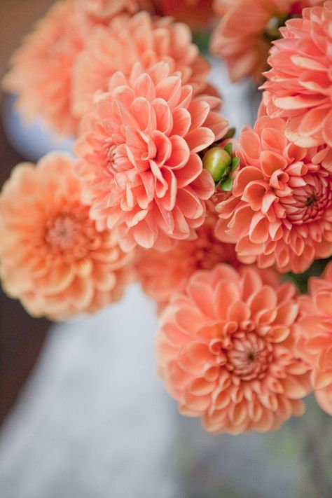 Pink, Coral, Gardening, Photography, Floral, Pastel, Dahlia, Beautiful Flowers, Bloom