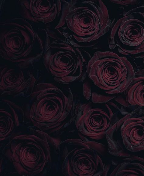 Wholesale Flowers Ohio | Wedding Flowers Red Roses, Black Backgrounds, Black Baccara Roses, Rose Wallpaper, Red Flowers, Dark Red Roses, Red Aesthetic, Rose, Gothic Wallpaper
