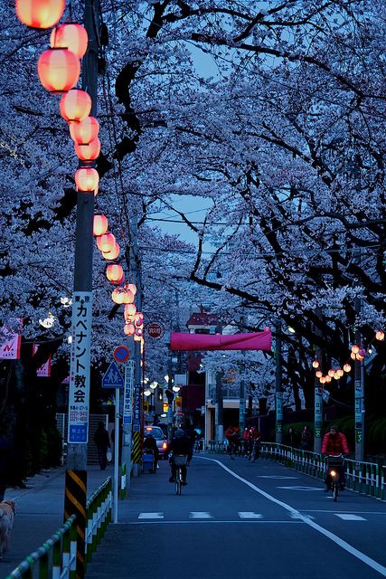 Row Of Sakura At Night by wolfives, via Flickr Japan Travel, Tokyo Japan, Kyoto, Seoul, London, Tokyo, Los Angeles, Tokyo Travel, Aesthetic Japan