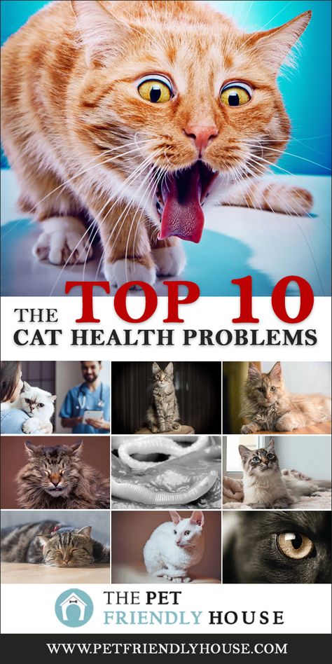 Ideas, Cat Health Problems, Cat Care Tips, Cat Health Remedies, Cat Illnesses, Cat Health, Cat Behavior, Cat Care, Cat Diseases