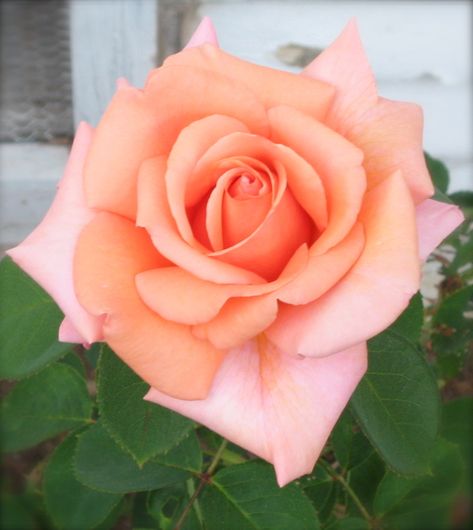 From the garden... a perfect peach rose for Creative Weekends #6... Floral, Peach Roses, Peach Rose, Peach, Pretty Flowers, Pink Rose, Flower Power, Rose Flower, Beautiful Rose Flowers