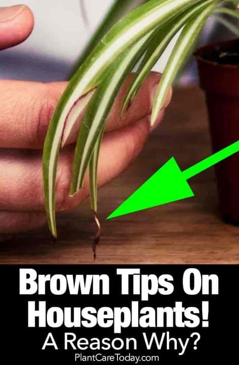 spider plant with brown tips on the leaves Plant Care Houseplant, Growing Plants Indoors, Household Plants, Growing Plants, Plant Care, Best Indoor Plants, House Plant Care, Indoor Plant Care, Plants In Kitchen