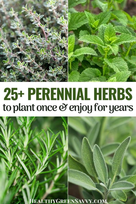 Gardening, Nature, Herbaceous Perennials, Planting Herbs, Growing Herbs, When To Plant Herbs Outside, Best Herbs To Grow, Herb Gardening, Perennial Vegetables