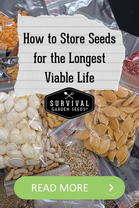 How to Store Seeds Nutrition, Food Storage, Ideas, Organic Gardening Tips, Seed Starting, How To Store Seeds, Seed Saving, Seed Storage, Growing Food