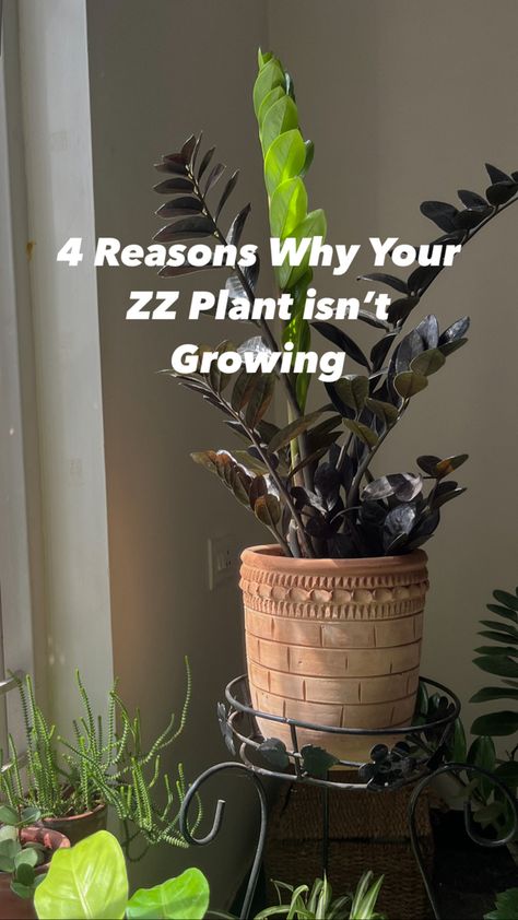 ZZ plant Care House Plants, Plants, Planters, Zz Plant Care, Plant Care, Watering, Growing, Growers, Zz Plant