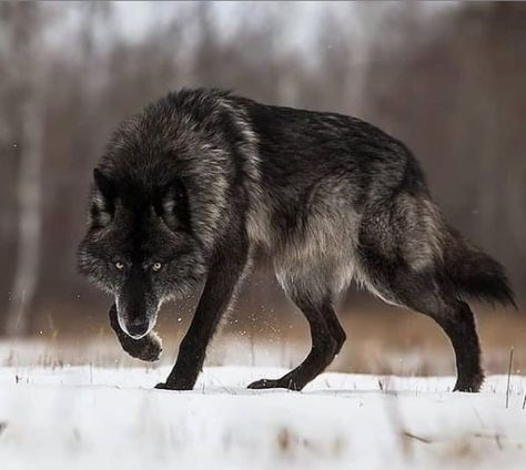 15 Stunning Wolf Facts – The Paws Wolf Poses, Wolf Photography, Wolf Images, Wolf Photos, Wolf Spirit Animal, Animal Study, Wolf Love, Wolf Pictures, Wolf Spirit