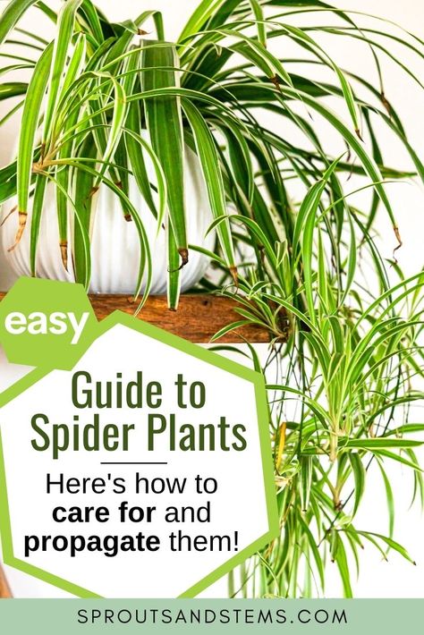 Spider Plant Care Indoor, Plant Care Houseplant, Spider Plant Propagation, Spider Plant Care, Indoor Plant Care, Plant Propagation, Plant Care, Plant Needs, House Plant Care