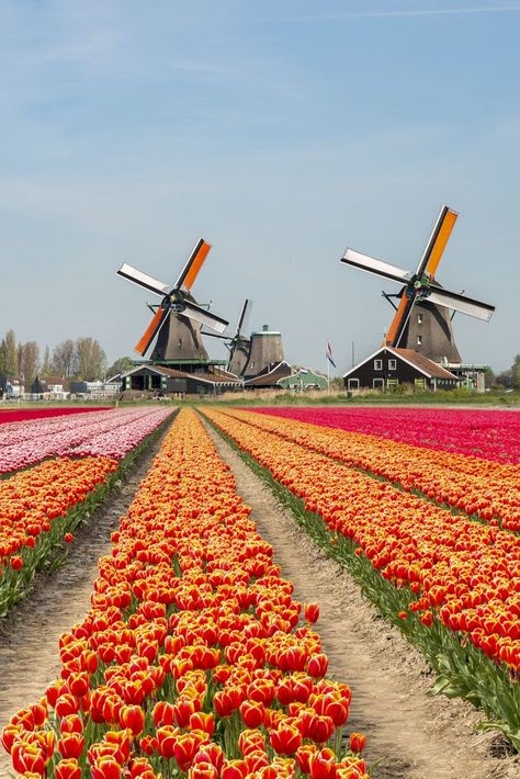 Tulips are synonymous with the Netherlands, and many farms in the provinces of South Holland, North Holland, and Flevoland are covered in a tapestry of spectacular blooms throughout spring. Here is our list of the best places to see tulips in the Netherlands, along with some tips on where to stay. Trips, Vietnam, Places, Amsterdam, Paisajes, Jardim, Voyage, Trip, Nederland