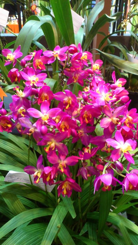 Spathoglottis hybrid Cactus, Tropical Flowers, Orchidaceae, Orchid Show, Orchid Care, Types Of Flowers, Rare Orchids, Beautiful Orchids, Orchid Plants