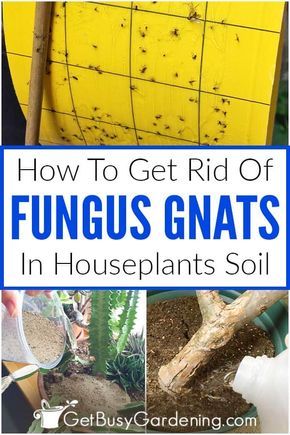 Ideas, Diy, How To Get Rid Of Gnats, Get Rid Of Flies, Garden Pest Control, Repellents, Natural Pest Control, Garden Pests, Plant Pests