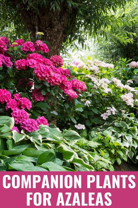 The best companion plants for azaleas are those that need the same well-draining, acidic soil conditions: snowdrops, daffodils, tulips, hydrangeas, and more. Outdoor, Design, Gardening, Shaded Garden, Companion Planting, Pollinator Garden, Azalea Shrub, Azaleas Landscaping, Hydrangea Landscaping