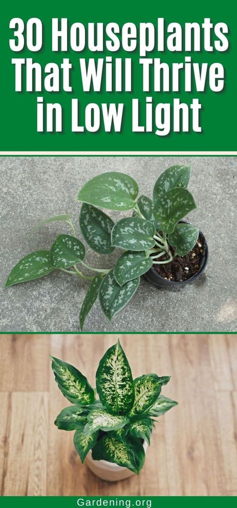 Anyone can grow great houseplants, even in homes where low light is a challenge. Here are 30 thriving examples of low-light loving plants. Nature, Container Gardening, Bath, Ideas, Growing Plants Indoors, House Plant Care, Houseplants Low Light, Plants For Planters, Growing Plants