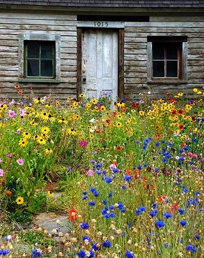 Tips on how to create a wildflower cottage garden from seed, with perennials, or by cultivating wild plants. A planting style that's as beautiful and eco-friendly as it is low-maintenance #cottagegarden #gardeningtips #gardening Beautiful, Beautiful Flowers, Inspo, Tuin, Flores, Jardim, Garten, Beautiful Flowers Garden, Inredning