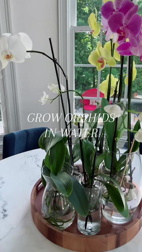 Growing orchids in water has been the easiest way I’ve found to keep m... | orchid in water | TikTok Gardening, Interior, Orchid Fertilizer, Growing Orchids, Orchid Plant Care, Orchids In Water, Orchid Plants, Orchid Care, Growing