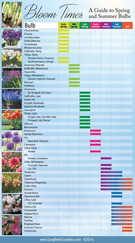 Bloom Time Chart for Spring and Summer Bulbs – Longfield Retail Flower Beds, Gardening, Garden Types, Spring Bulbs, Planting Bulbs, Summer Bulbs, Flower Farm, Flower Garden, Spring Flowers