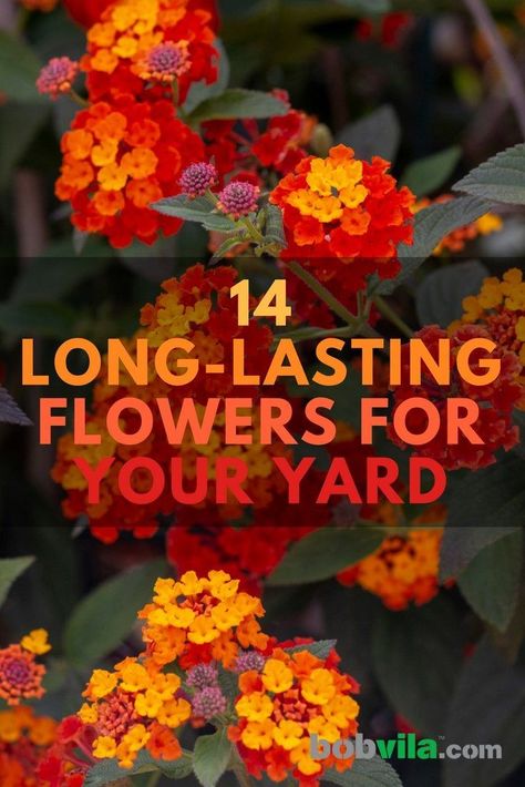 Planting Flowers, Summer Plants, Flowers Perennials, Perennial Garden, Container Gardening Flowers, Outdoor Flowers, Garden Plants, Flower Garden, Backyard Flowers