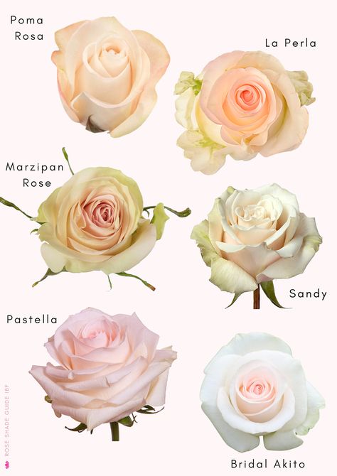 Rose color shades & substitutes Floral, Blush Roses, Rose Varieties, Rose, Rose Color, Cream Roses, Rose Flower, Peach Roses, Popular Flowers