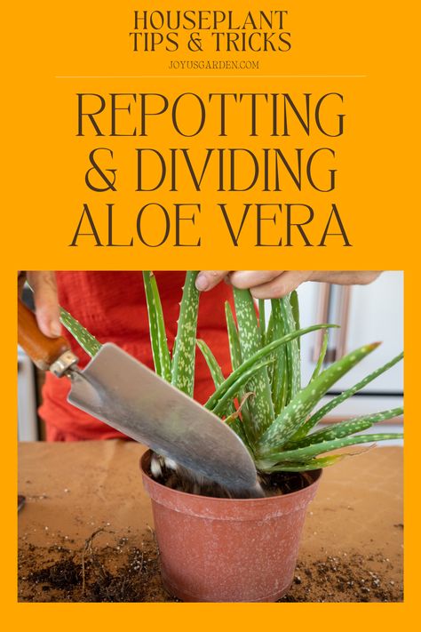 Is your Aloe vera outgrowing its current pot? In this step-by-step Aloe vera plant repotting guide, we'll walk you through choosing a pot, the soil mix to use, the steps to take, & the aftercare. Learn all about Aloe vera potting mix, Aloe vera soil, how to divide Aloe vera, how to replant Aloe vera, how to transplant Aloe vera, replanting Aloe vera, how to repot an Aloe plant, repot Aloe vera, repotting Aloe, & repotting Aloe vera. Aloe vera is a useful & popular succulent houseplant! Popular, Succulent Soil, Aloe Plant Care, Growing Aloe Vera, Propagating Succulents, Indoor Plant Care Guide, Succulent Care, Aloe Plant, Succulent Gardening