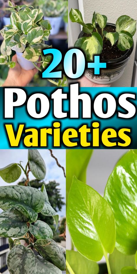Pothos varieties with names and pictures Ideas, Flora, Pothos Varieties Chart, Pothos Plant Care, Pothos Vine, Pothos Plant, Philodendron Plant, Golden Pothos Care, Plant Species
