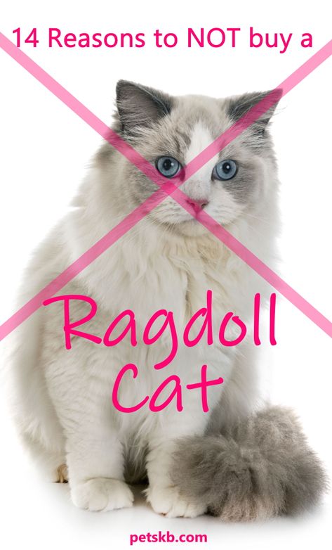 Catwoman, Cat Breeds Ragdoll, Ragdoll Kittens For Sale, Ragdoll Cats For Sale, Ragdoll Cat Breed, Best Cat Breeds, Kitten Breeds, Kitten Care, Cat Care