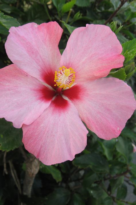 Hibiscus, Planting Flowers, Gardening, Flower Gardening, Propagation, Flower Garden, Hibiscus Plant, Plant Care, Gardening Tips