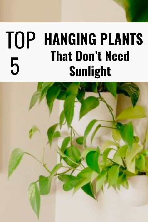 Are you looking to add some greenery to your indoor space? Hanging plants is an excellent option, especially with limited floor space. But what if your home doesn’t receive a lot of natural sunlight? Don’t worry! Plenty of low-light indoor hanging plants can thrive in indirect or artificial lighting conditions. Yep! you read that right; not all plants need bright light to survive! Ideas, Gardening, Style, Low Lights, Kate, Lot, Nail Room, Green Thumb, Plant Mom