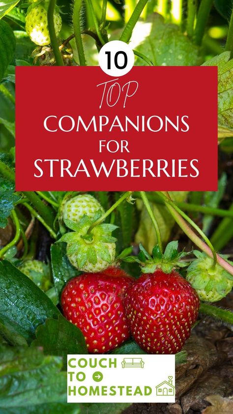 Strawberry Companion Plants Layout, Plants, Strawberry, Berry Garden, Berry Plants, Strawberry Garden, Strawberry Plants, Strawberry Bush, Interplanting
