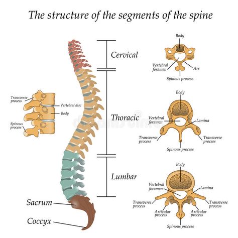 Diagram of a human spine with the name and description of all sections and segme , #spon, #spine, #description, #Diagram, #human, #sections #ad Nclex, Sciatic Nerve, Spinal Canal, Spinal Nerve, Spinal Stenosis, Nerve, Spinal Column, Spinal Stenosis Treatment, Spinal Cord