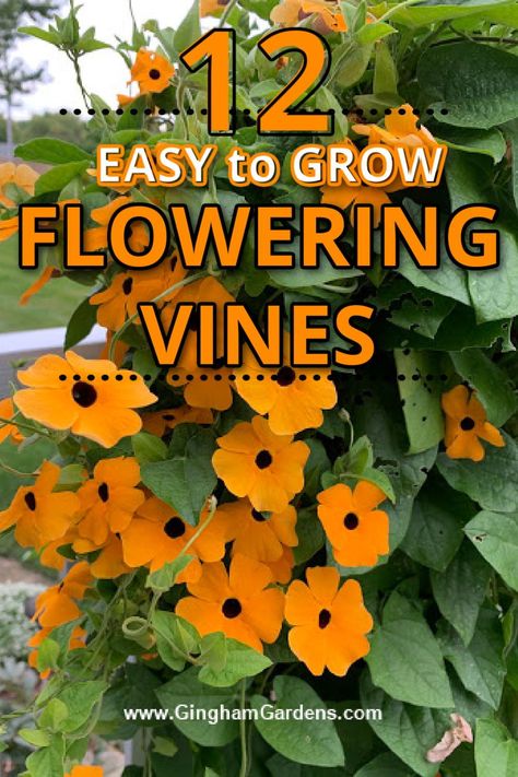 Flowering vines not only add an element of height to your flower garden, they add unique unsurpassed beauty. Stop by Gingham Gardens to check out our complete guide to growing these amazing flowering vines. We cover easy to grow perennial flowering vines as well as annual flowering vines. Planting Flowers, Perennial Flowering Vines, Planting Roses, Flowers Perennials, Growing Vines, Flowering Vines, Growing Flowers, Perennial Garden, Growing Roses