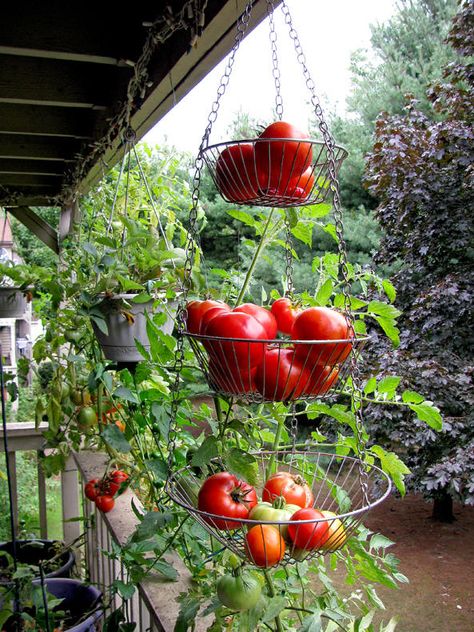 There is no article with this pin, only a pic. I wanted to pin this pic to remind me if there is someone else above me, I can hang veggie plants from the balcony above. Vegetable Garden Design, Layout, Ideas, Exeter, Diy, Patio Garden, Garden Ideas Budget Backyard, Backyard Garden, Garden Landscaping