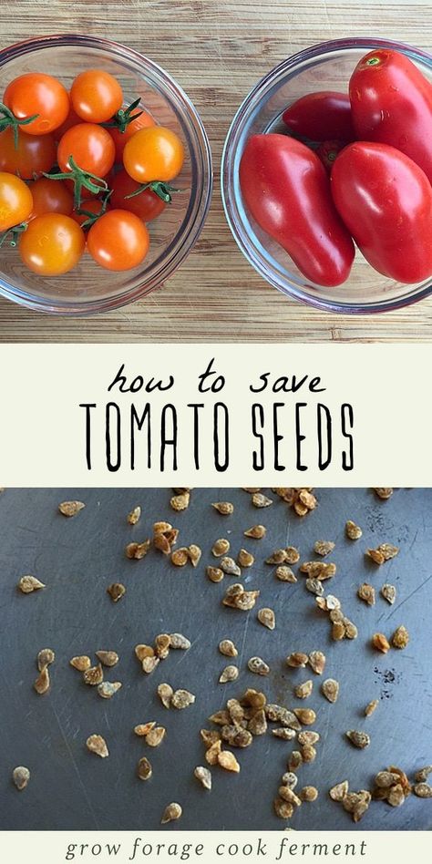 Saving vegetable seeds is an economical garden tip, with the benefit of ensuring you get seeds from your healthiest plants. Tomatoes are one of the most popular plants to grow in your vegetable garden. Learn how to save seeds from this year's crop of tomatoes to plant for next year. Saving tomato seeds by fermentation is a great way to increase the germination rate, and the process is easy and straightforward. #garden #growing #tips #homesteading #tomatoes #seeds #gardening Garden Types, Fresh, Growing Vegetables, Vegetable Garden, Compost, Seed Starting, Outdoor, Saving Seeds From Vegetables, Saving Tomato Seeds