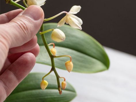 Why are Orchid Flowers Falling Off? 5 Common Reasons - Plant Index Ideas, Planting Flowers, Gardening, Orchid Plant Care, Orchid Plants, Phalaenopsis Orchid, Orchid Flowers, Orchid Flower, Orchid