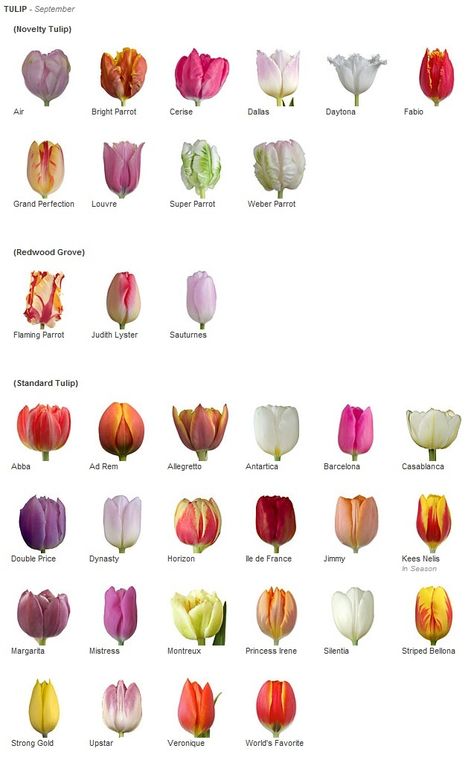 Flora, Tulips, Floral, Tulip Bulbs, Tulips Flowers, Tulip Colors, Spring Tulips, Tulips Garden, Types Of Tulips