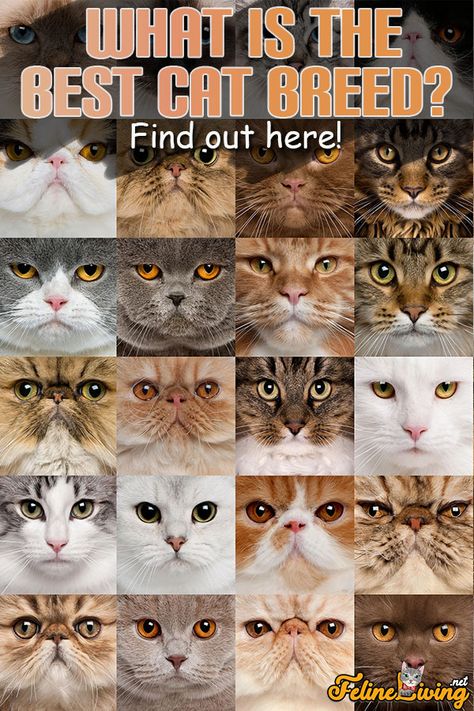 Nature, Common Cat Breeds, Cat Breeds List, Breeds Of Cats, Most Popular Cat Breeds, Popular Cat Breeds, Cat Breeds Birman, Types Of Cats Breeds, Best Cat Breeds