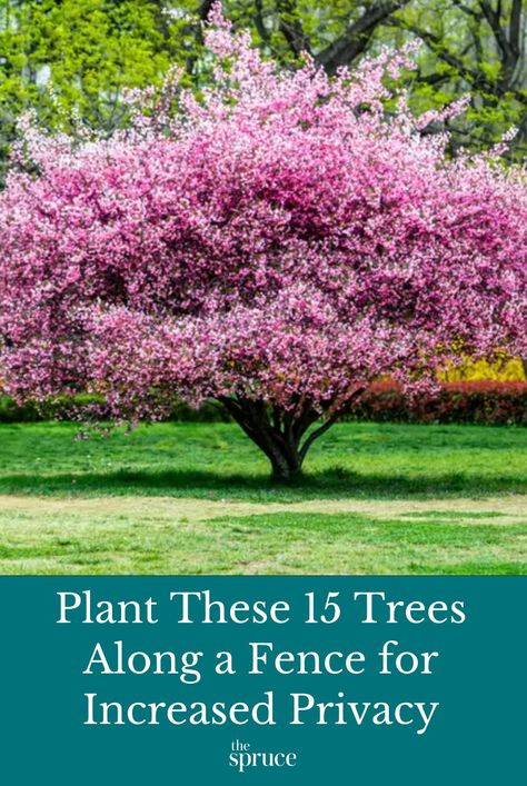 These are the best 15 trees for adding privacy above your fence and color and structure to your outdoor spaces. #privacyplants #curbappealideas #gardeningadvice #howtogrow #plantparenttips #thespruce Gardening, Best Trees For Privacy, Planting For Privacy, Shrubs For Privacy, Fast Growing Privacy Shrubs, Privacy Hedges Fast Growing, Privacy Shrubs, Privacy Trees For Backyard, Fence Plants