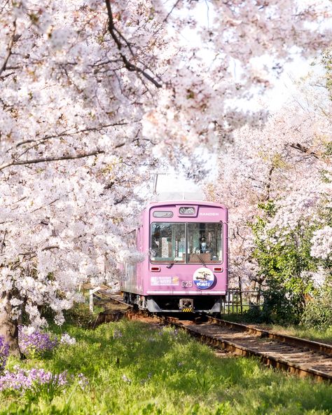 Sakura train in Kyoto during Cherry Blossom going to Arashiyama. Best Sakura Instagram photo spots in Japan during Cherry Blossom in Spring. Check my website to know more about the best place to shoot Cherry Blossom in Japan with all the details.  #Japan #Sakura #Kyoto #Instagram #BestInstagramspots #CherryBlossom #Spring #Goldenhour #Cerisiersenfleur #train Instagram, Kyoto, Japan Travel, Trips, Studio Ghibli, Viajes, Japan Spring, Place To Shoot, Famous Castles