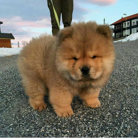 chow chow 🐾 Pandas, Puppies, Dogs And Puppies, Chow Puppies, Chow Chow Puppy, Fluffy Dogs, Chow Chow Dogs, Chau Chau Dog, Puppy Heaven