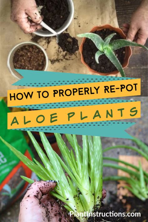 How to Re-Pot Aloe Plants Diet And Nutrition, Nutrition, Aloe Plant Care, Aloe Vera Plant Indoor, Potted Aloe Vera, Aloe Vera Plant, Aloe Plant, Plant Care, Plant Needs