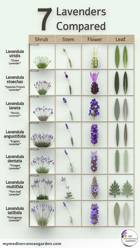 7 types of Lavender for your dry garden Gardening, Flores, Bloemen, Jardim, Lavander, Habits, Garten, Tuin, Lavender Types