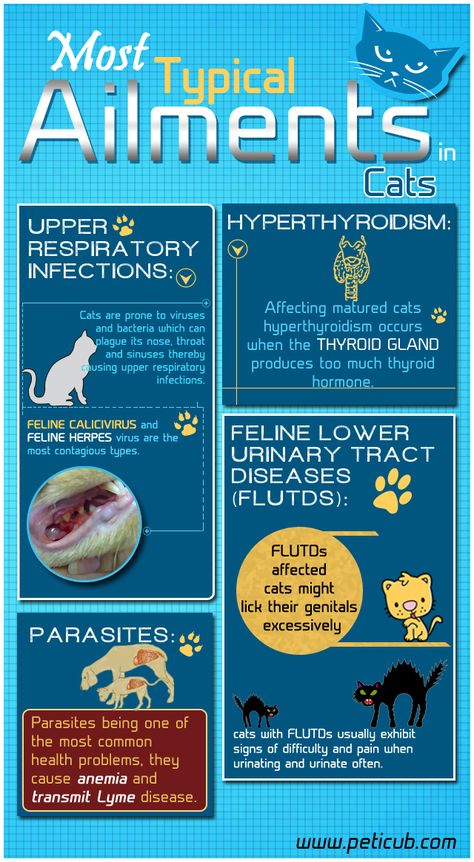 Most common diseases in cats Pet Health, Pet Care Tips, Cat Diseases, Cat Scratch Disease, Cat Health, Cat Behavior, Cat Behaviour, Cat Medicine, Cat Care