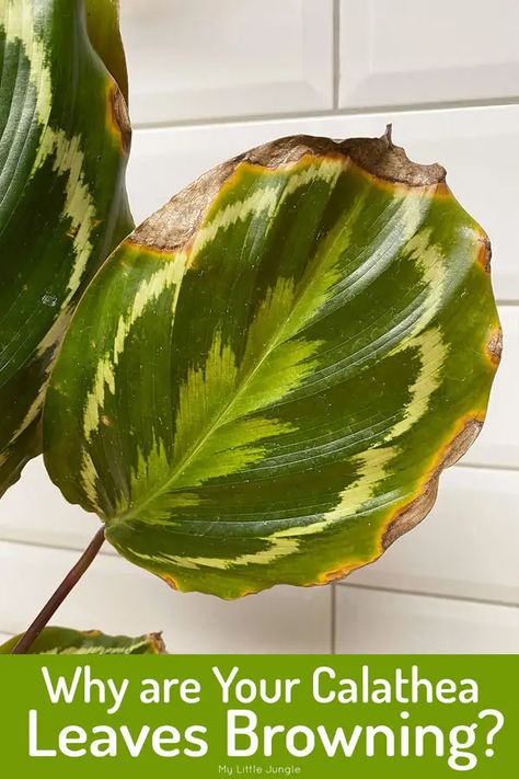 Planting Flowers, Browning, Herbs Indoors, Plant Care, Calathea Plant, Growing Plants Indoors, Plant Care Houseplant, Plant Leaves Turning Brown, Indoor Plant Care