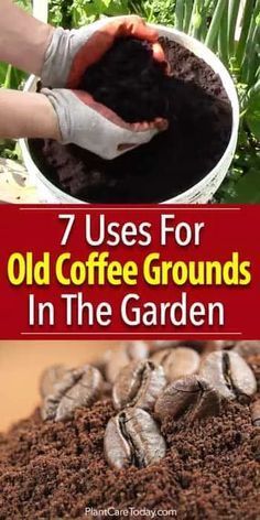 Shaded Garden, Growing Vegetables, Organic Gardening, Organic Gardening Tips, Compost, Gardening, Coffee Grounds Garden, Uses For Coffee Grounds, Garden Remedies