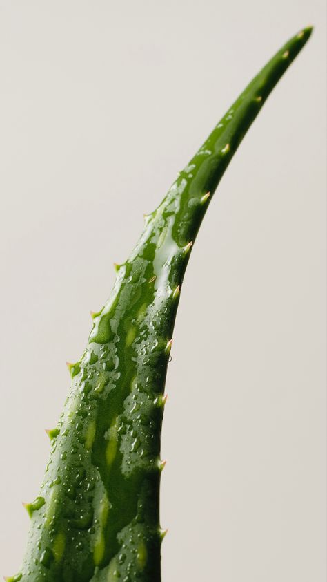 Cut Aloe Vera with water drops Foods, Health, Nutrition, Health Food, Food