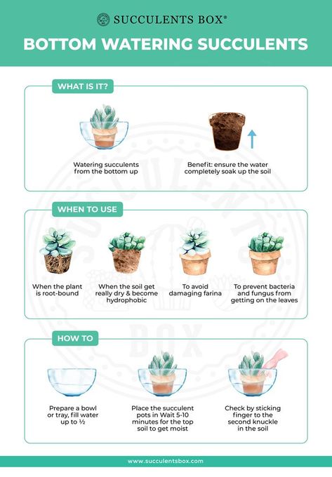 How And When You Should Bottom Water Your Succulents - Succulents Box Cactus, Terrarium, Bugs And Insects, Gardening, Succulent Care, How To Water Succulents, Succulent Gardening, Plant Care, Propagating Succulents