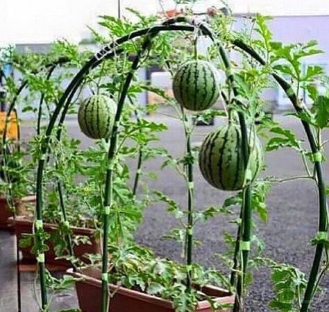 How to grow watermelons in containers | My desired home Vegetable Garden Design, Garden Planning, Container Gardening, Planters, Backyard Vegetable Gardens, Garden Projects, Garden Beds, Garden Landscaping, Backyard Garden